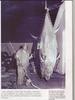 biggest tuna ever recorded